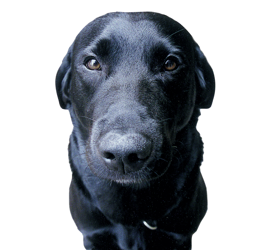 Alfred de Clouac, mascotte de Turbulances